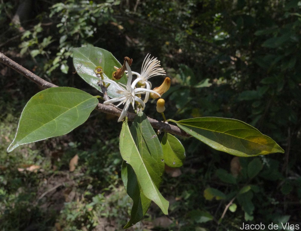 Alangium salviifolium (L.f.) Wangerin